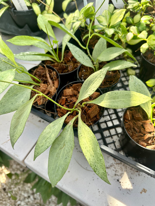 Hoya Nicholsoniae 'New Guinea Ghost