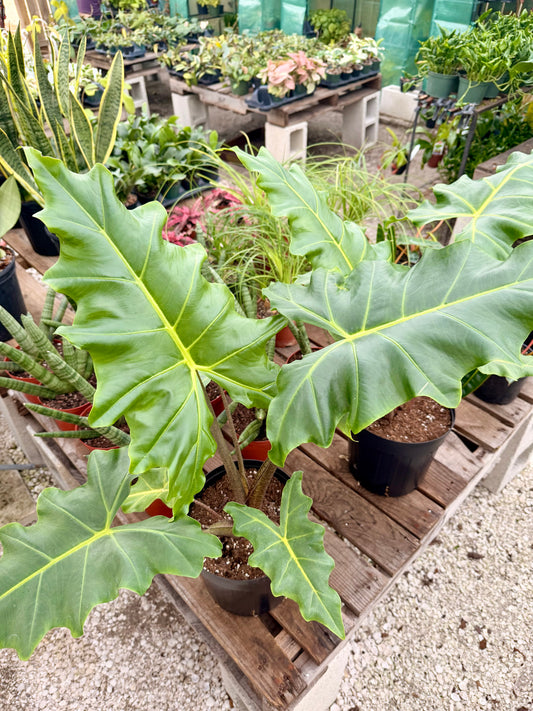 Alocasia Golden Dragon
