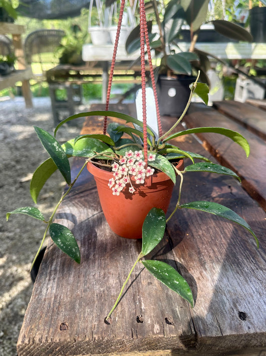 Hoya Phuwuaensis Splash