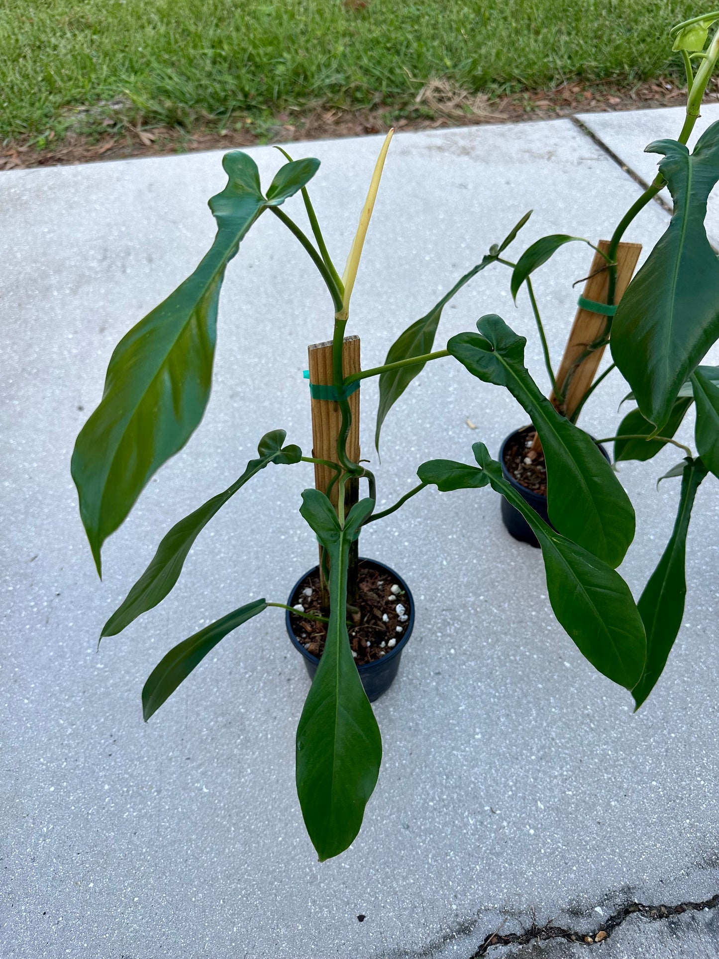 Philodendron Joepii