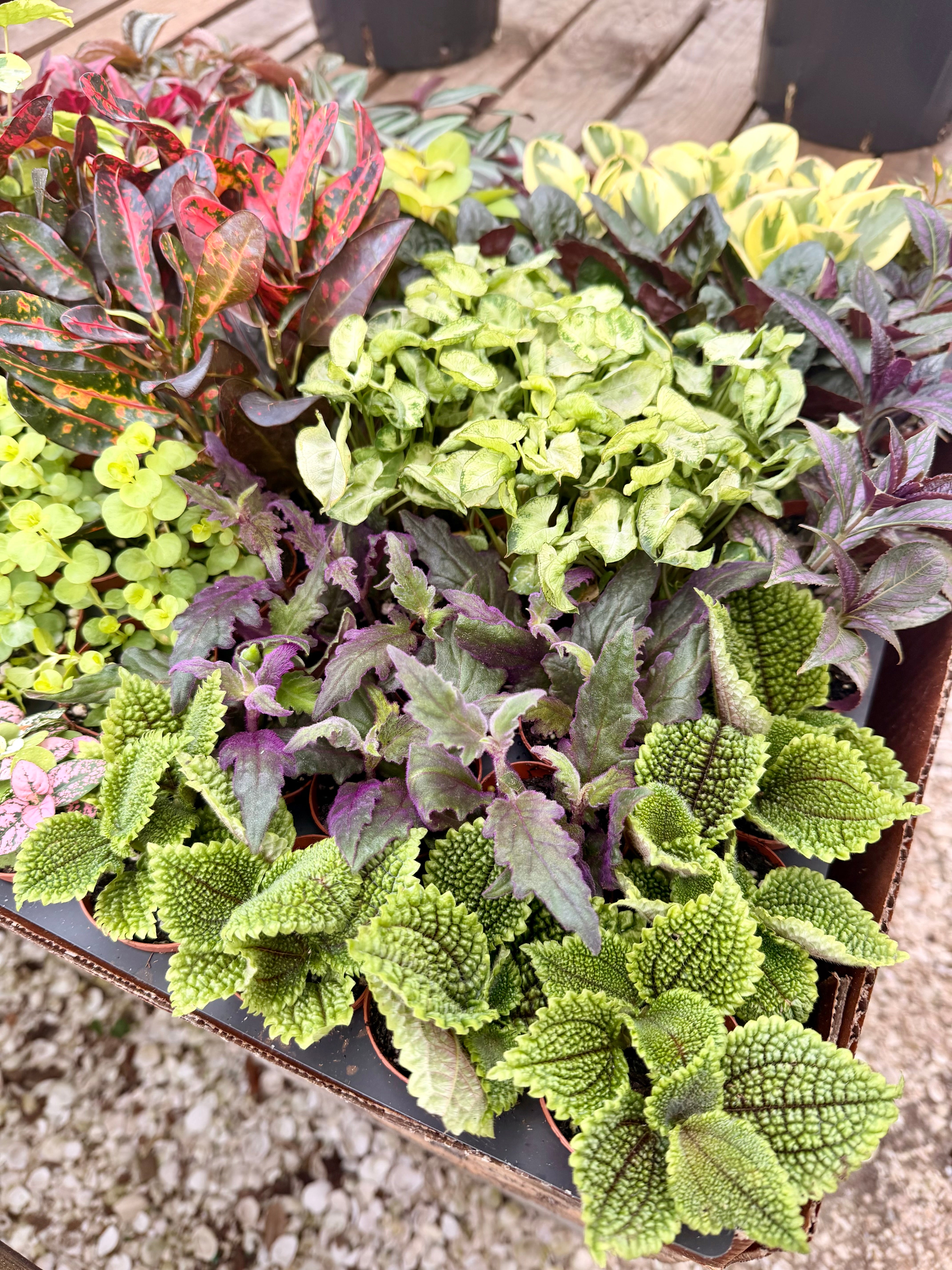 Miscellaneous – Groovy Growing
