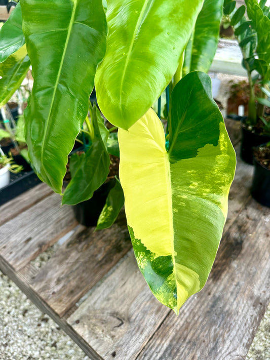 Philodendron Burle Marx Variegated