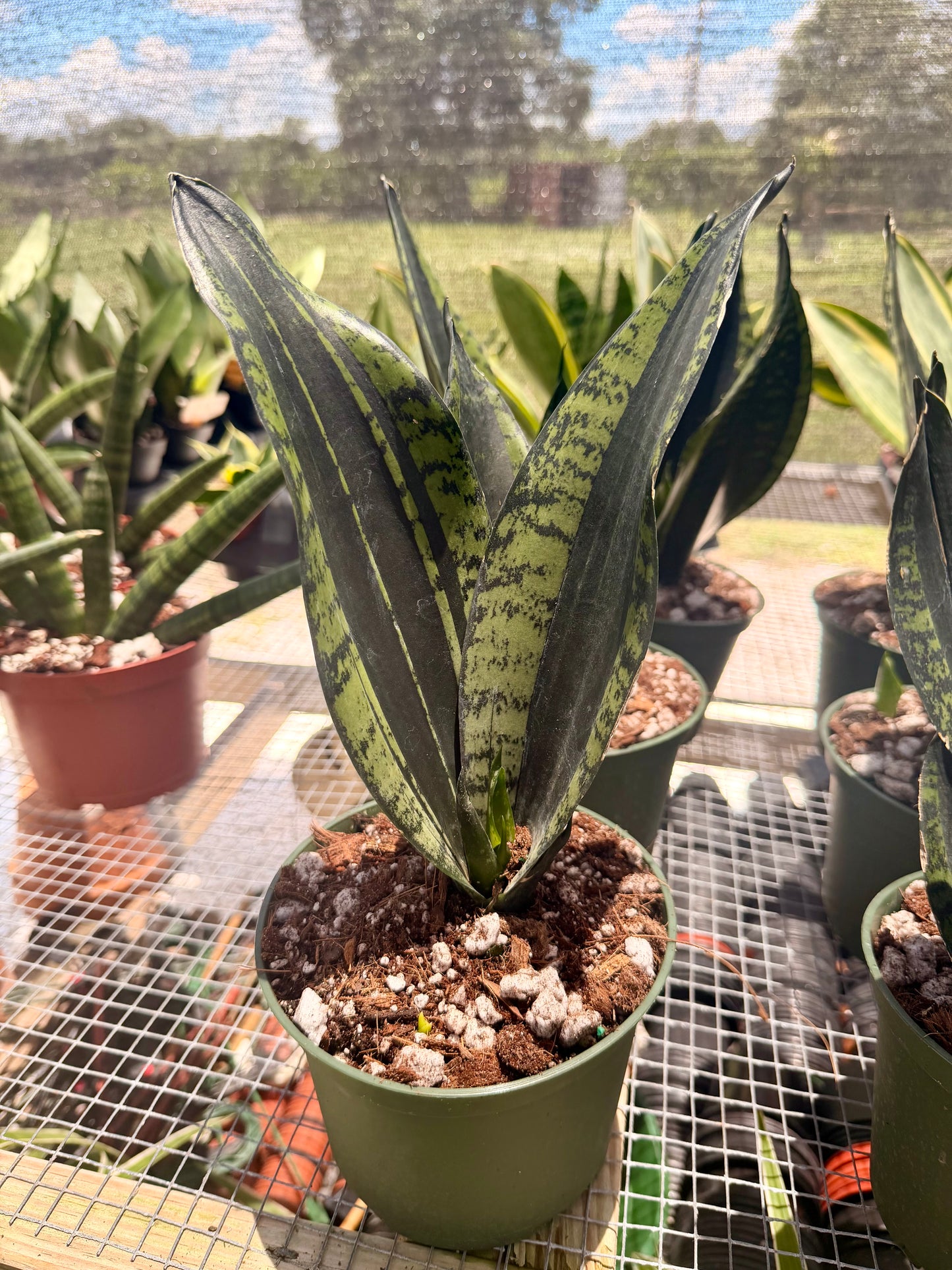 Sansevaria Whitney