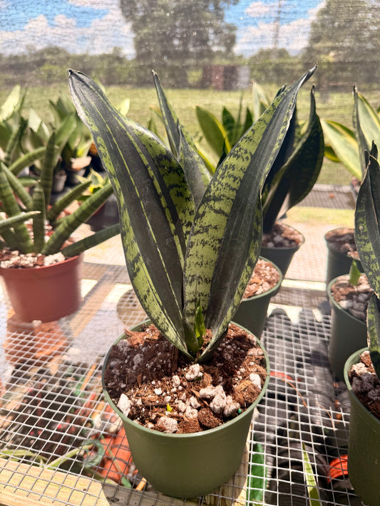 Sansevaria Whitney