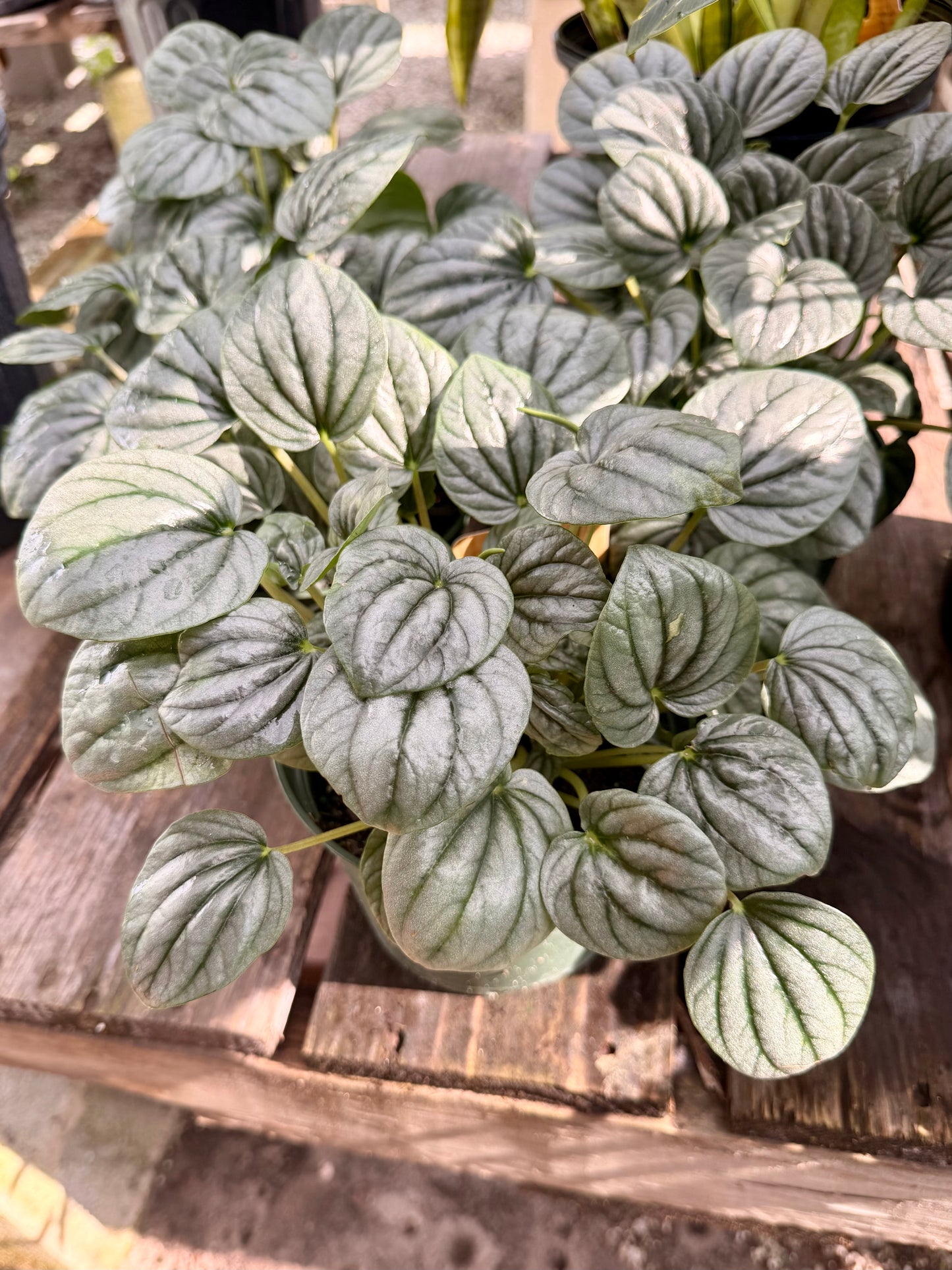 Peperomia Frost
