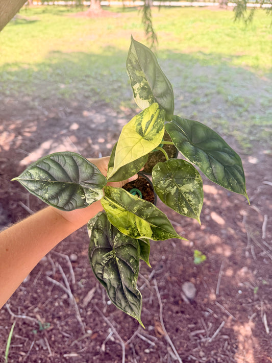 Alocasia Baginda 'Dragon Scale' Variegated