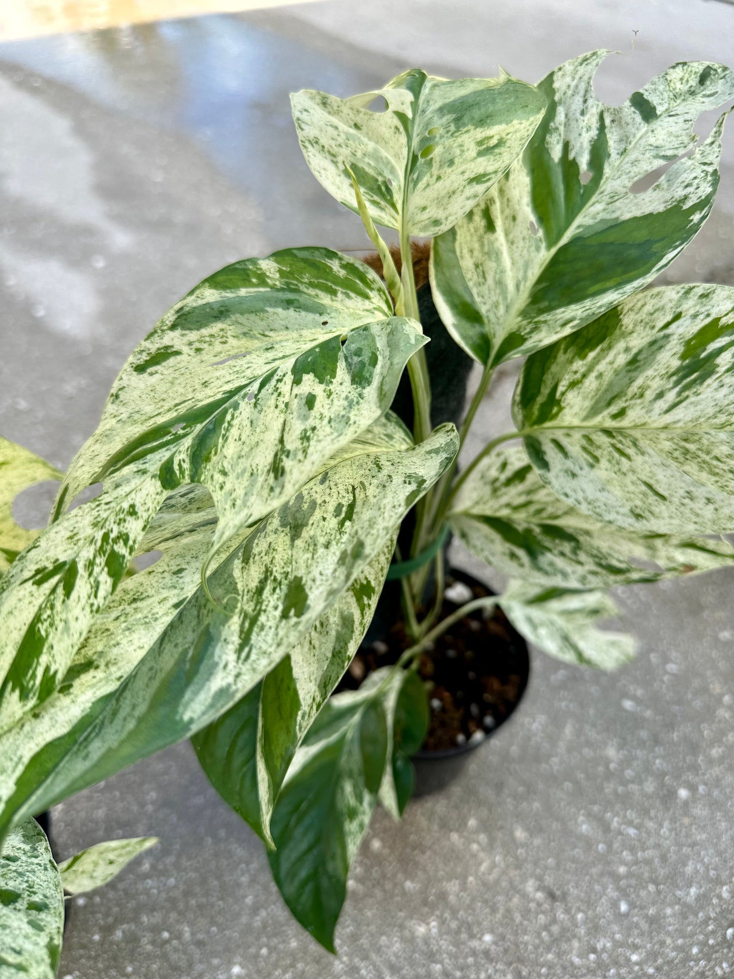 Epipremnum Pinnatum Marble Variegated