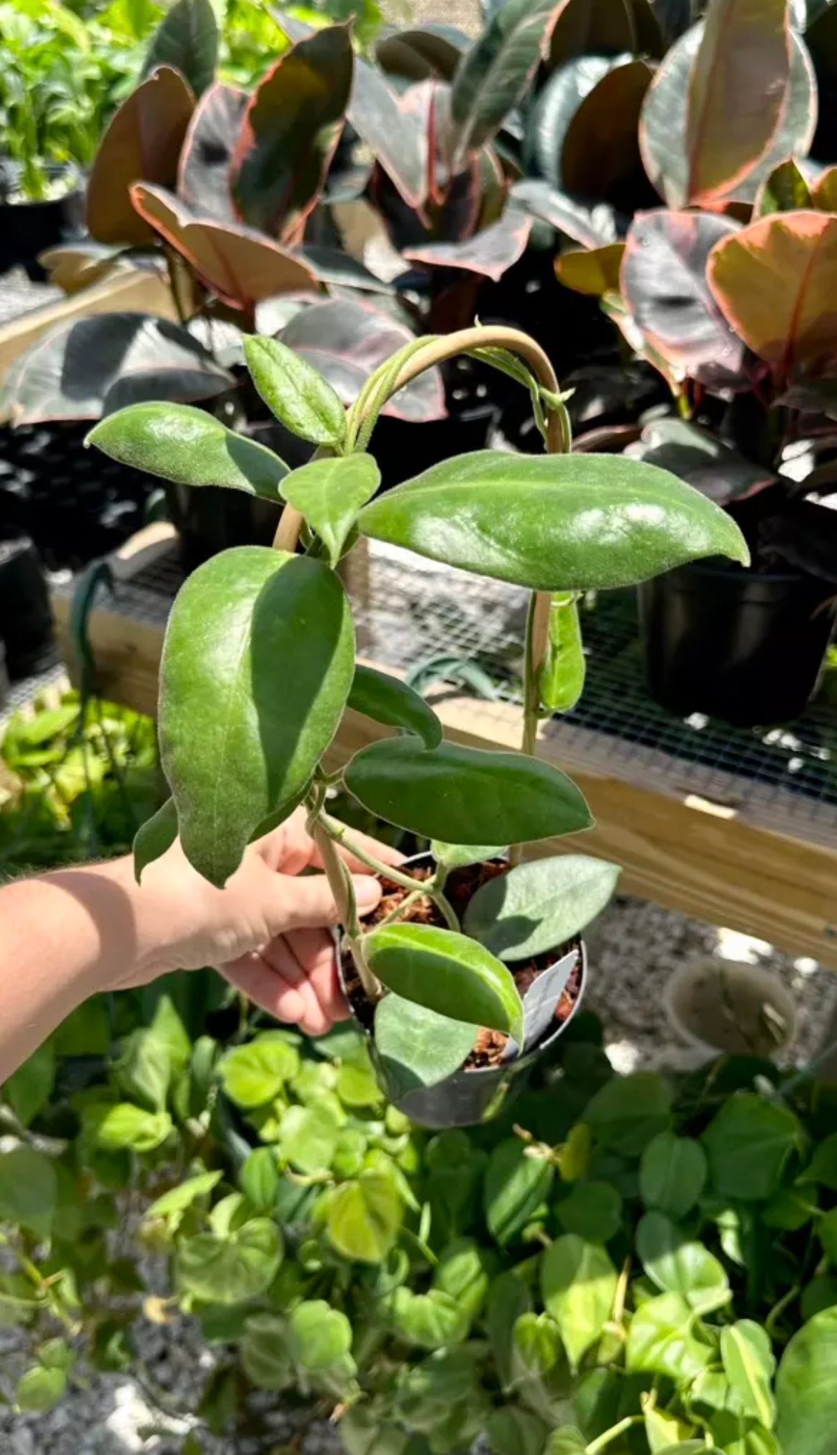Hoya Calycina 'Stargazer'
