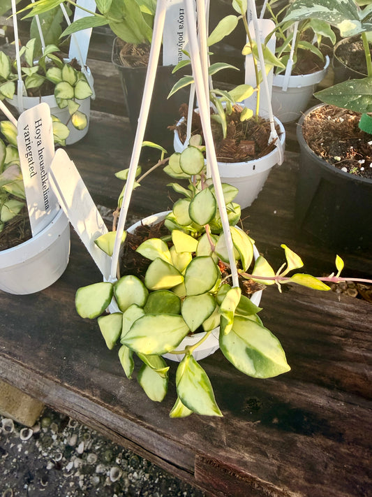 Hoya Heuschkeliana Variegated