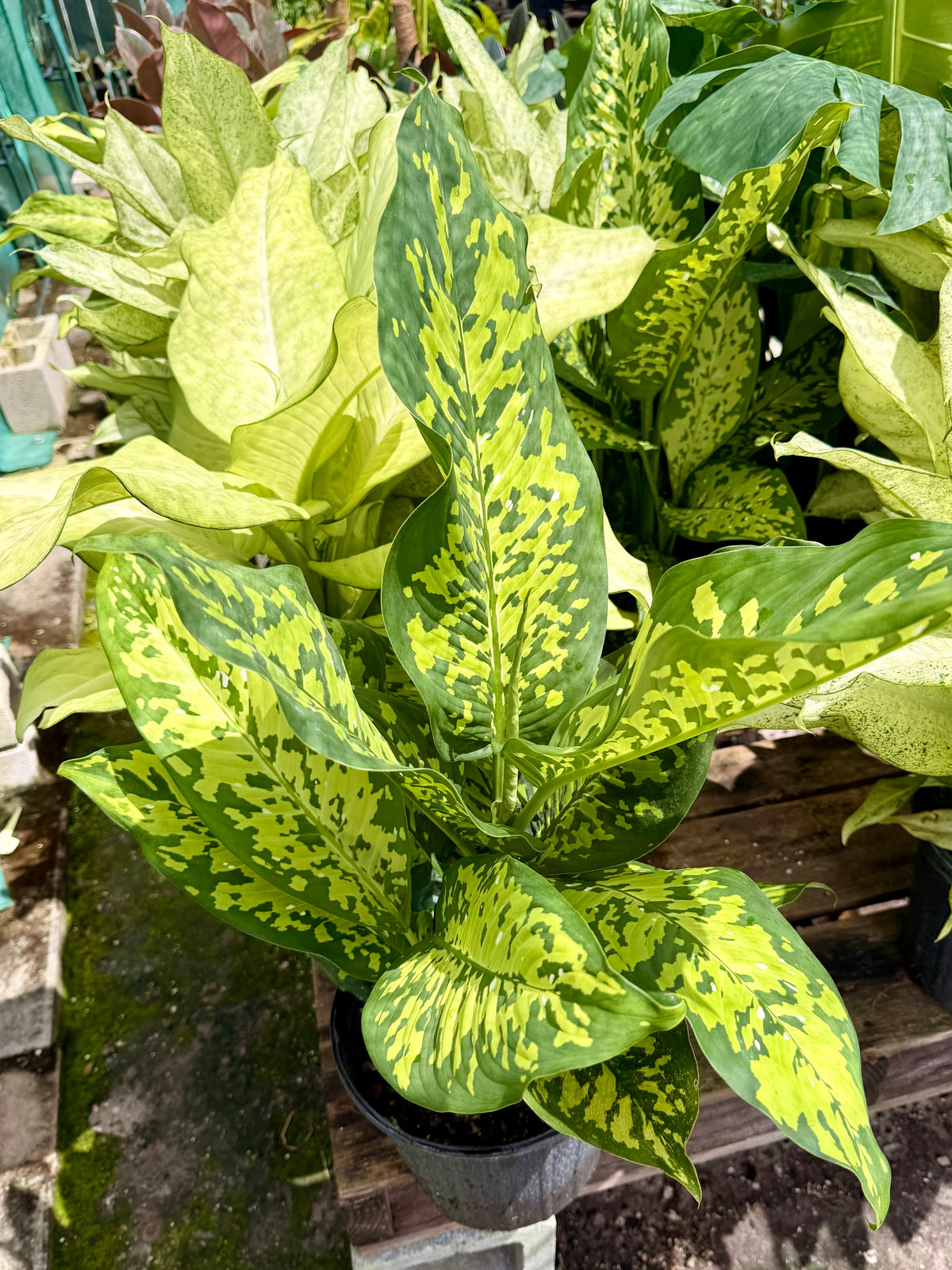 Dieffenbachia Cheetah