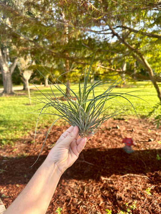 Tillandsia • Floribunda