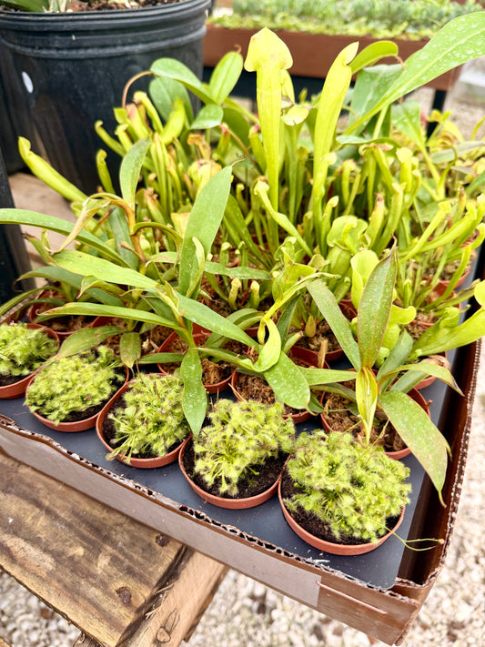 2" Carnivorous Plants