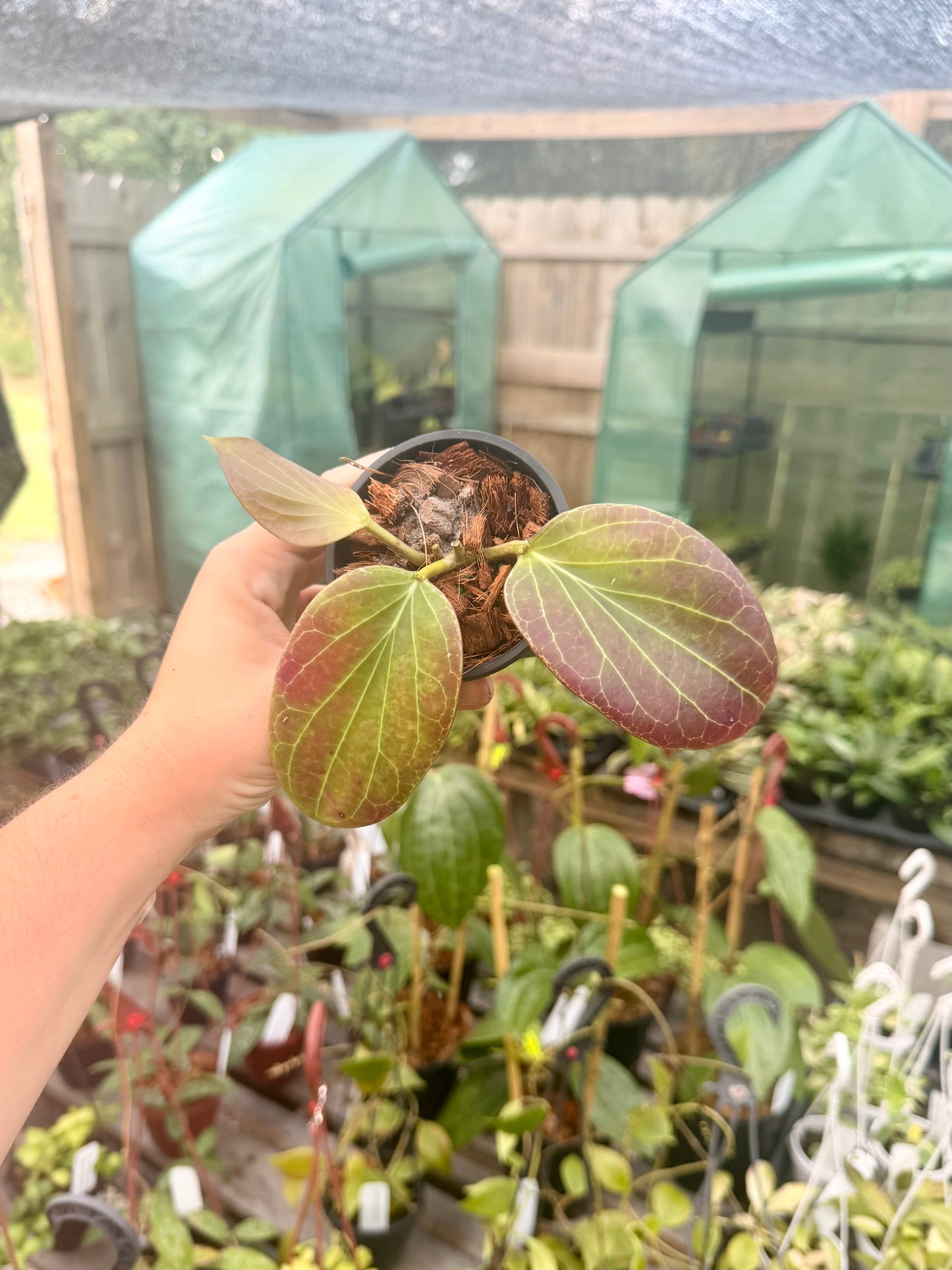 Hoya Cominsii