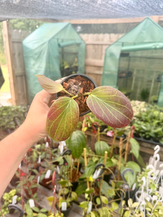 Hoya Cominsii