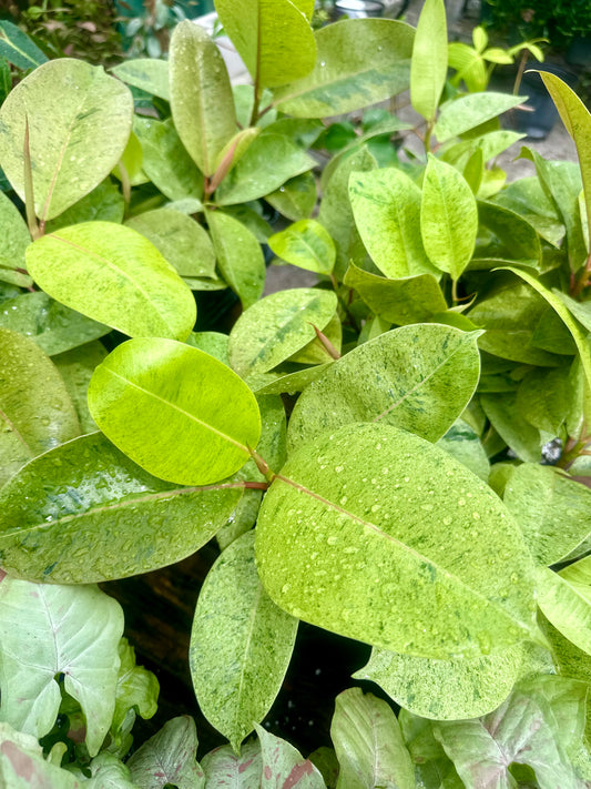 Ficus Moonshine