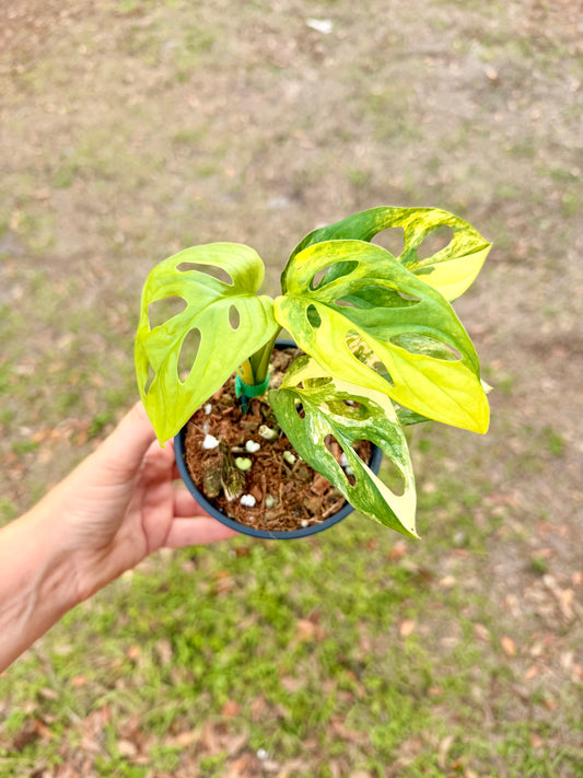 Monstera Adansonii Variegated Yellow