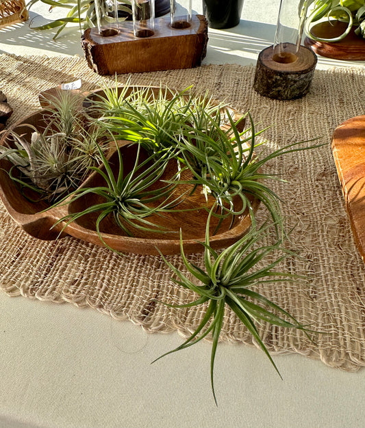 Tillandsia •  Tenuifolia Compact