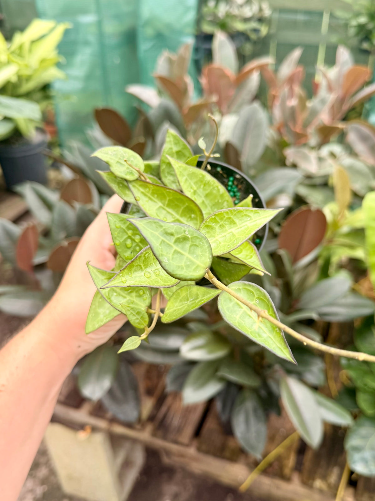 Hoya Black Margin