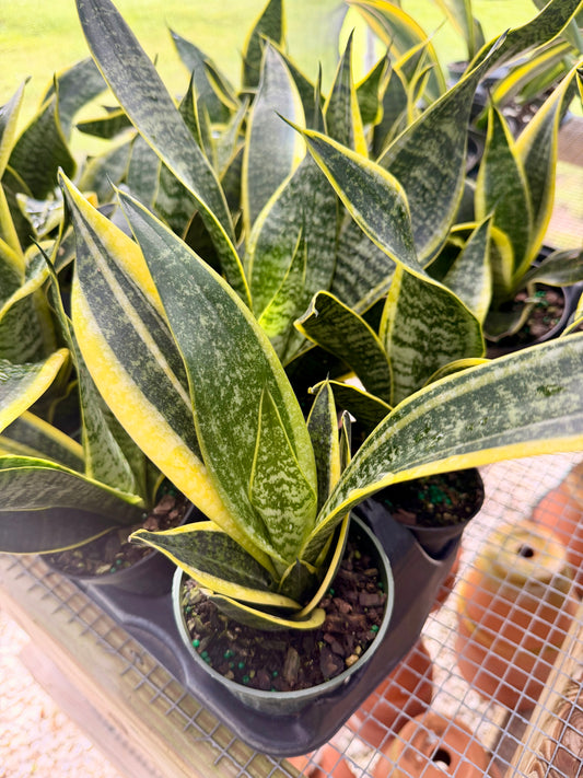 Sansevieria Futura