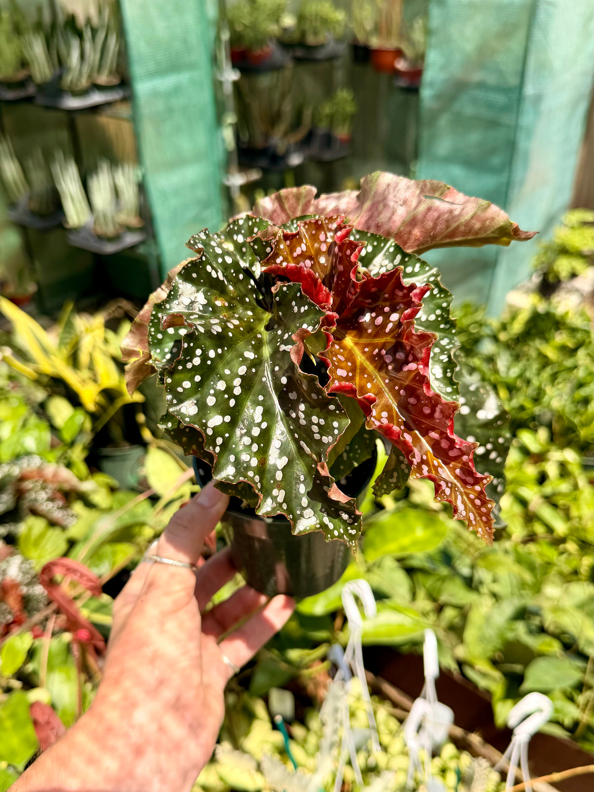 Begonia Crackling Rosie