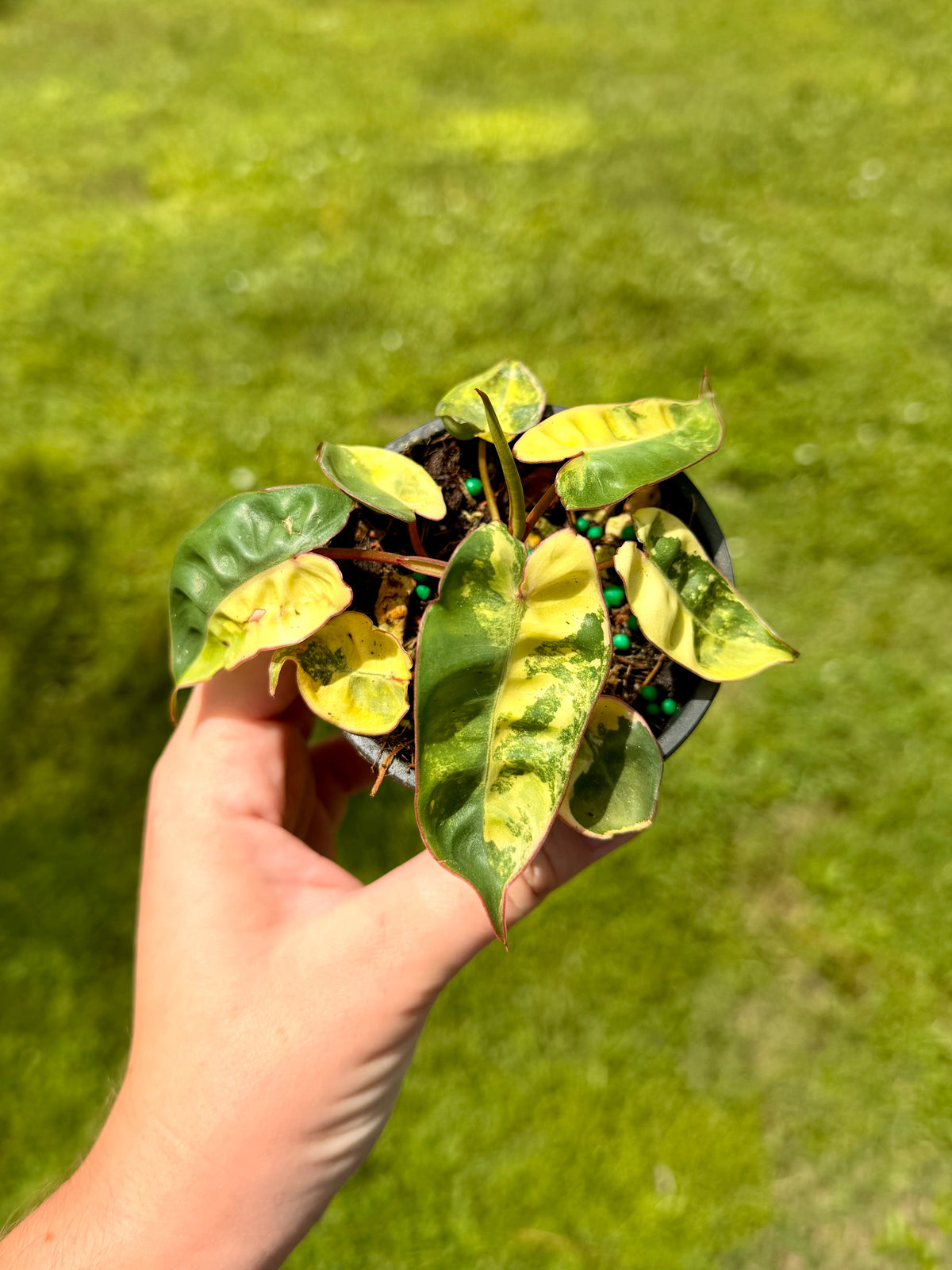 Philodendron Billietiae Variegated