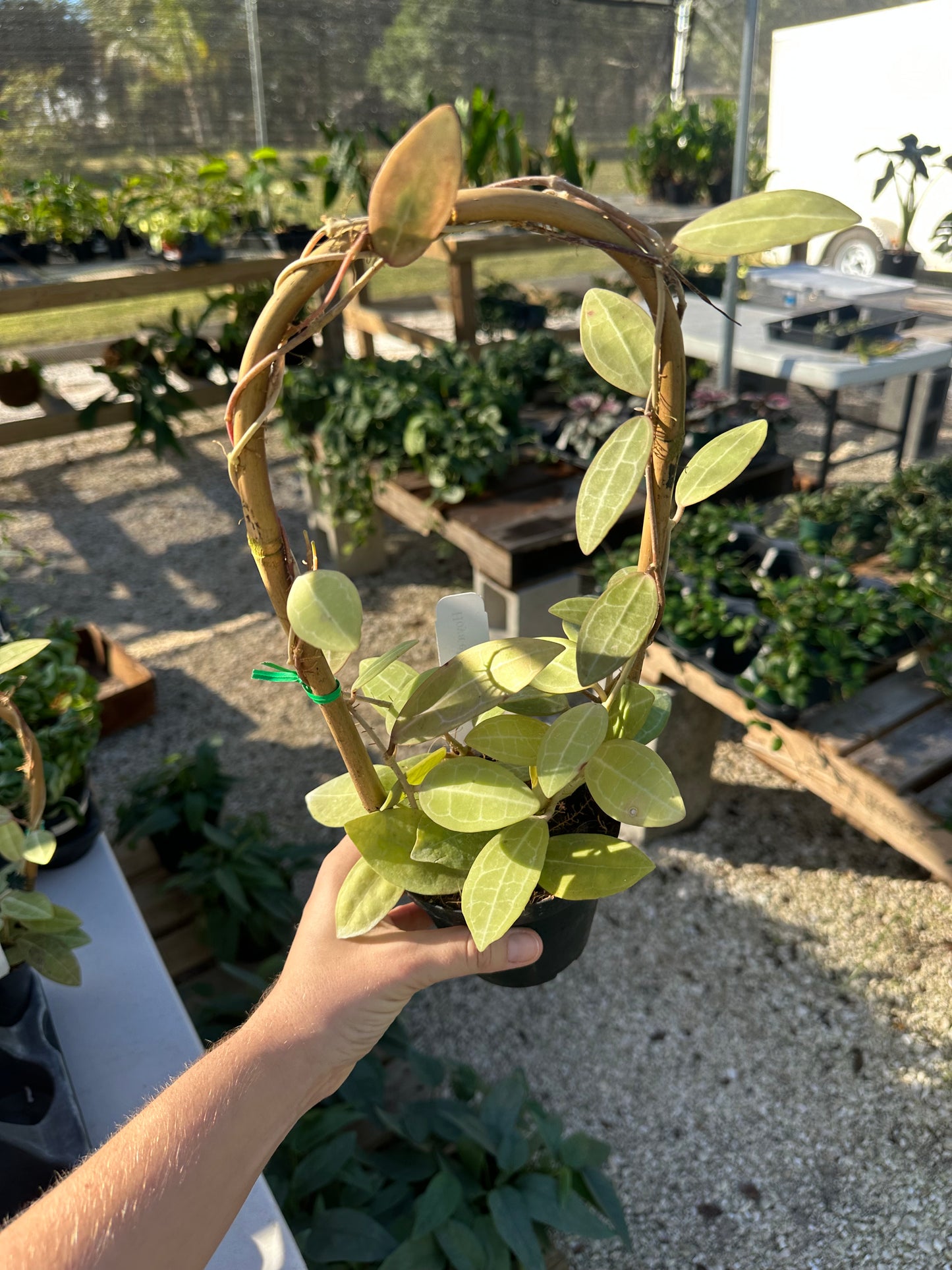 Hoya Elliptica