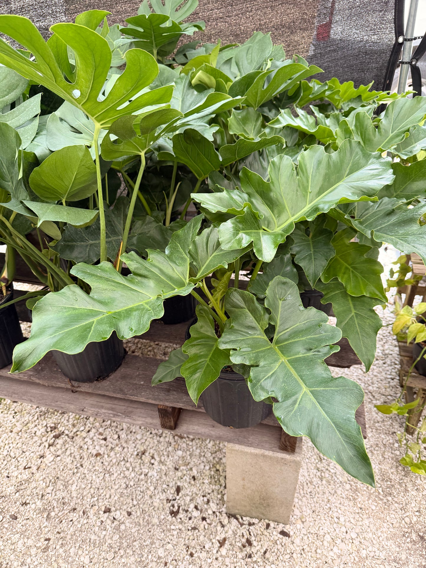 Philodendron Revolution