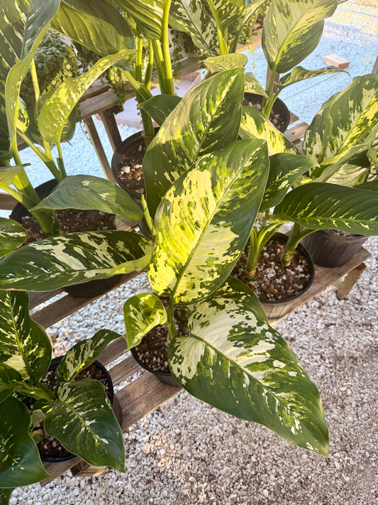 Dieffenbachia Puerto Rico