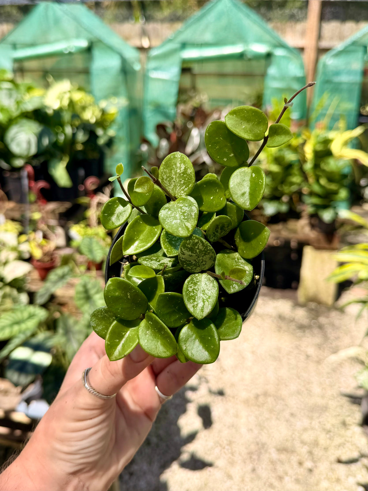 Hoya Mathilde