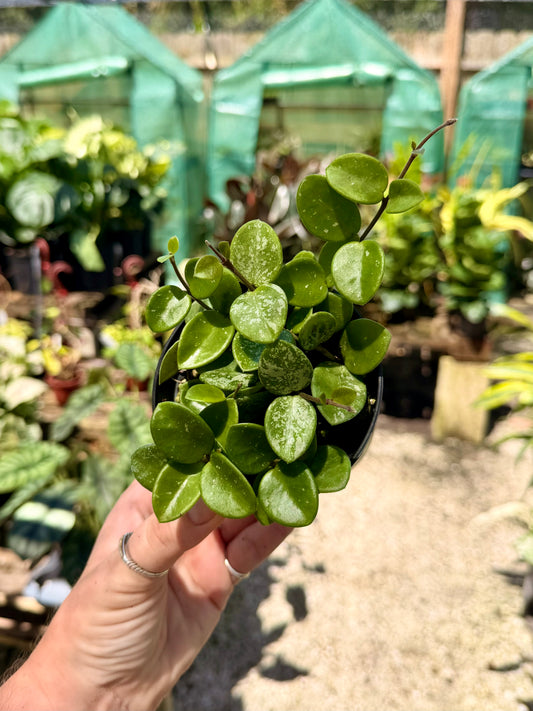 Hoya Mathilde