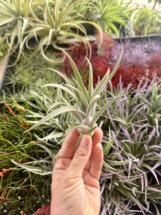 Tillandsia • Harrisii