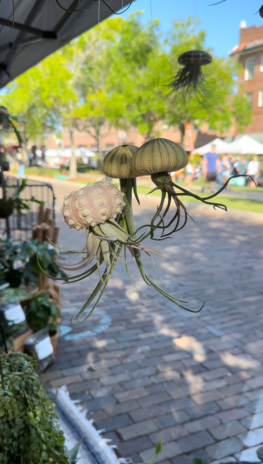 Green Urchin ~ Hanging