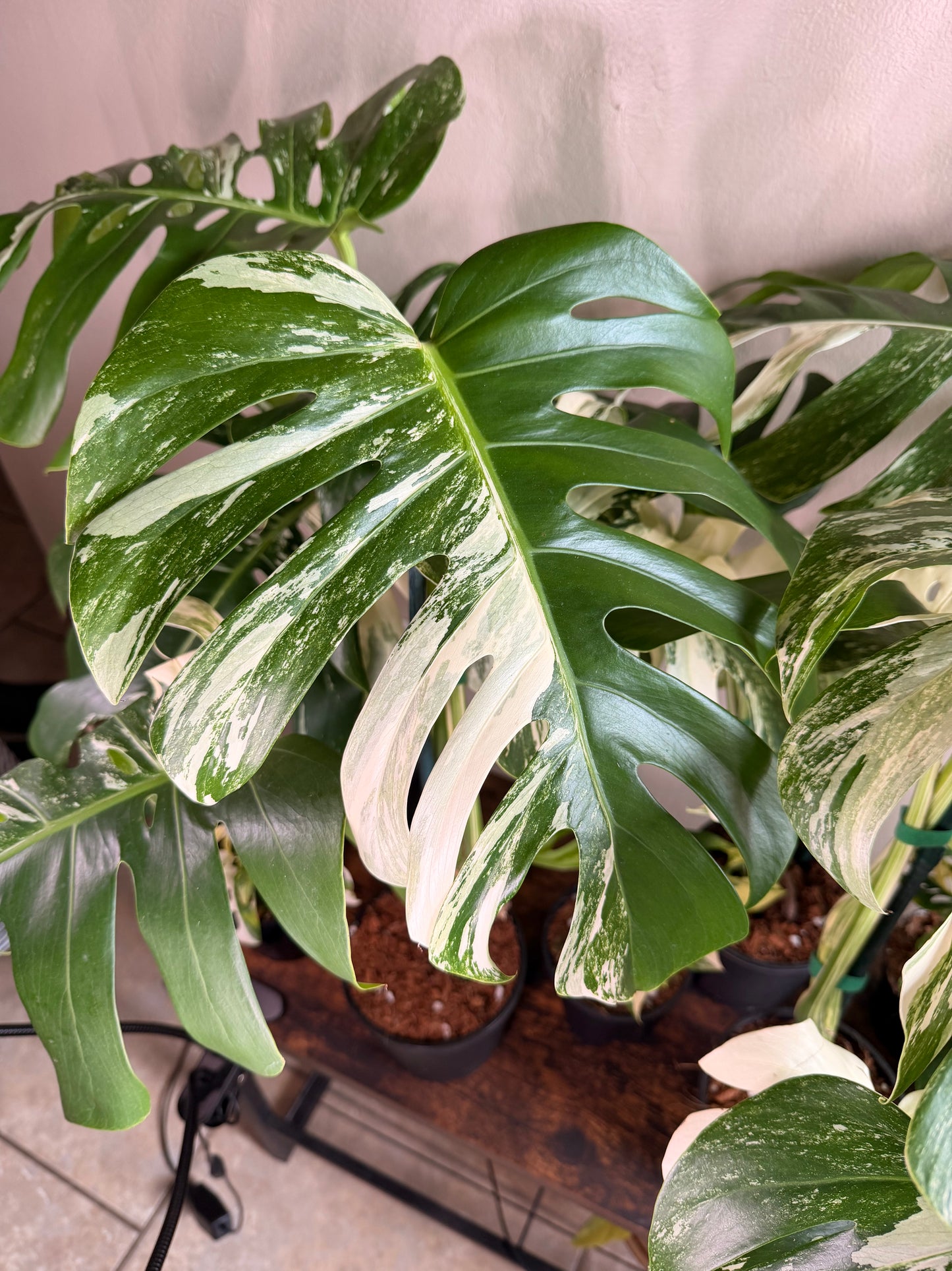 Monstera Albo