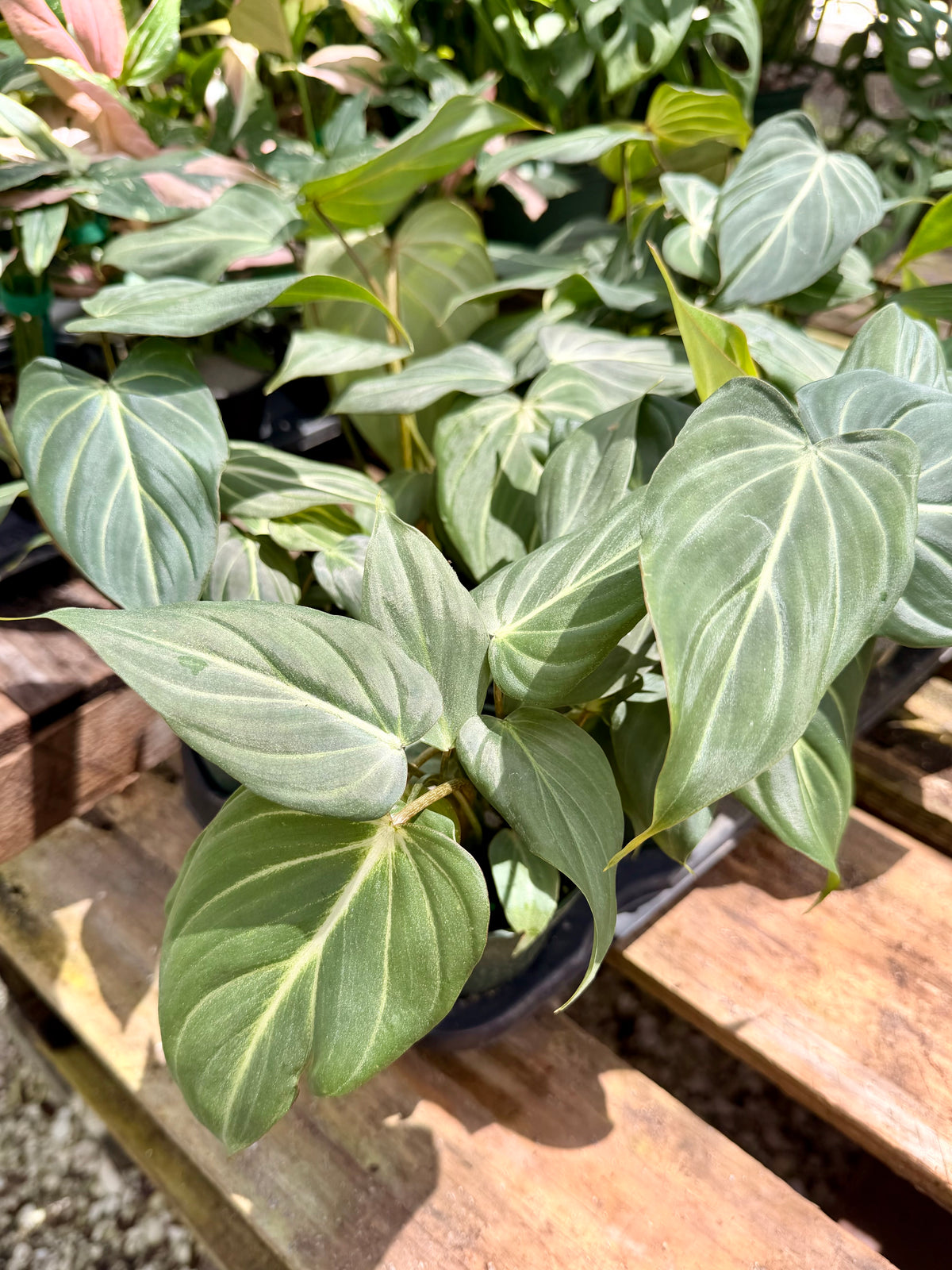 Philodendron Gloriosum