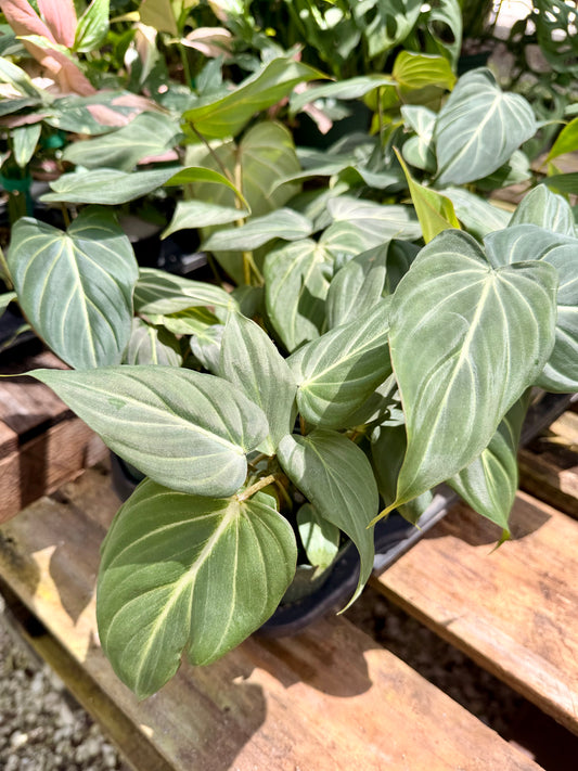 Philodendron Gloriosum