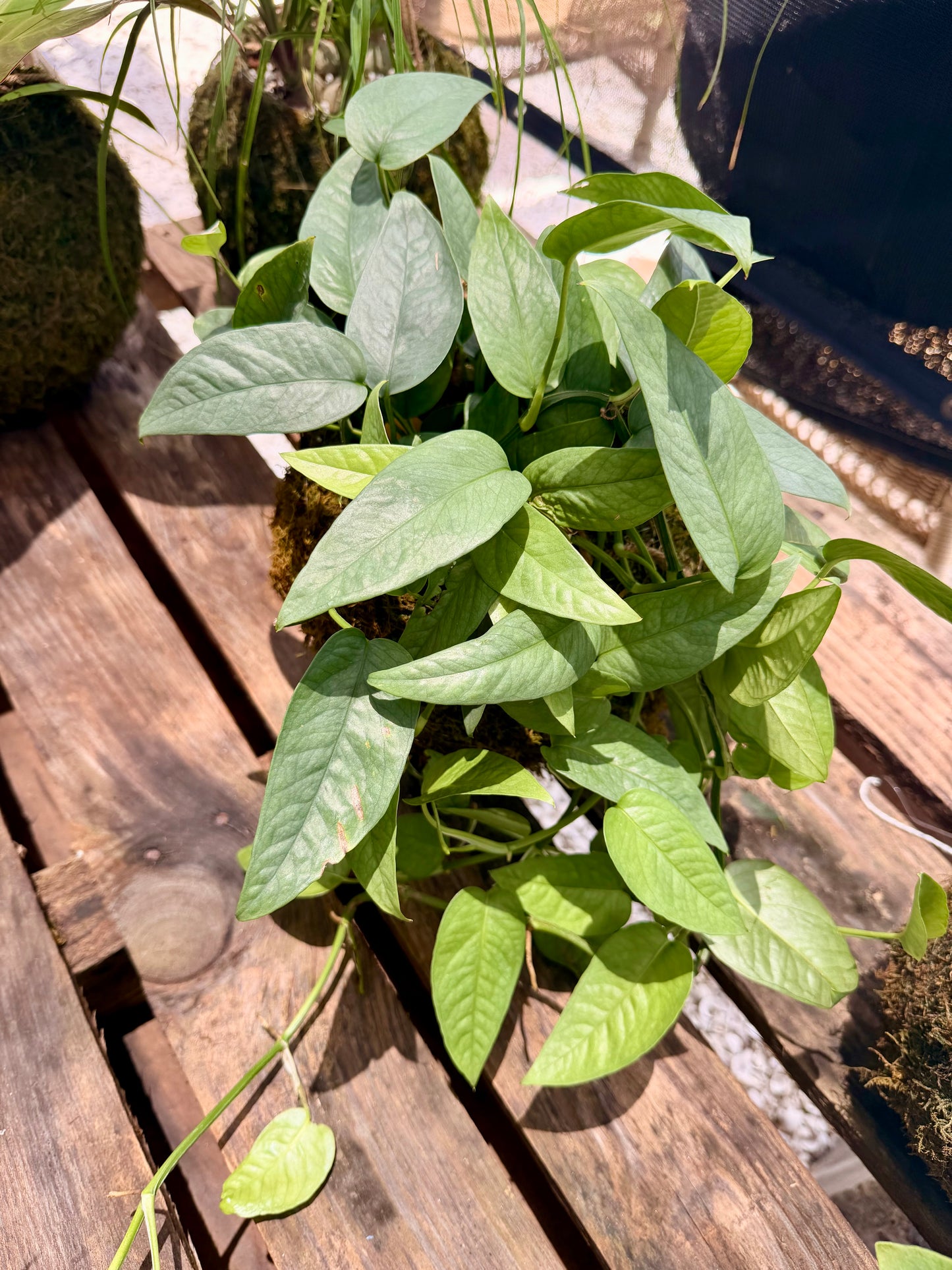 Kokedama Cebu Blue