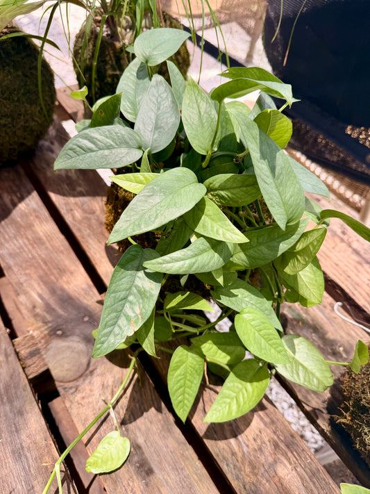 Kokedama Cebu Blue