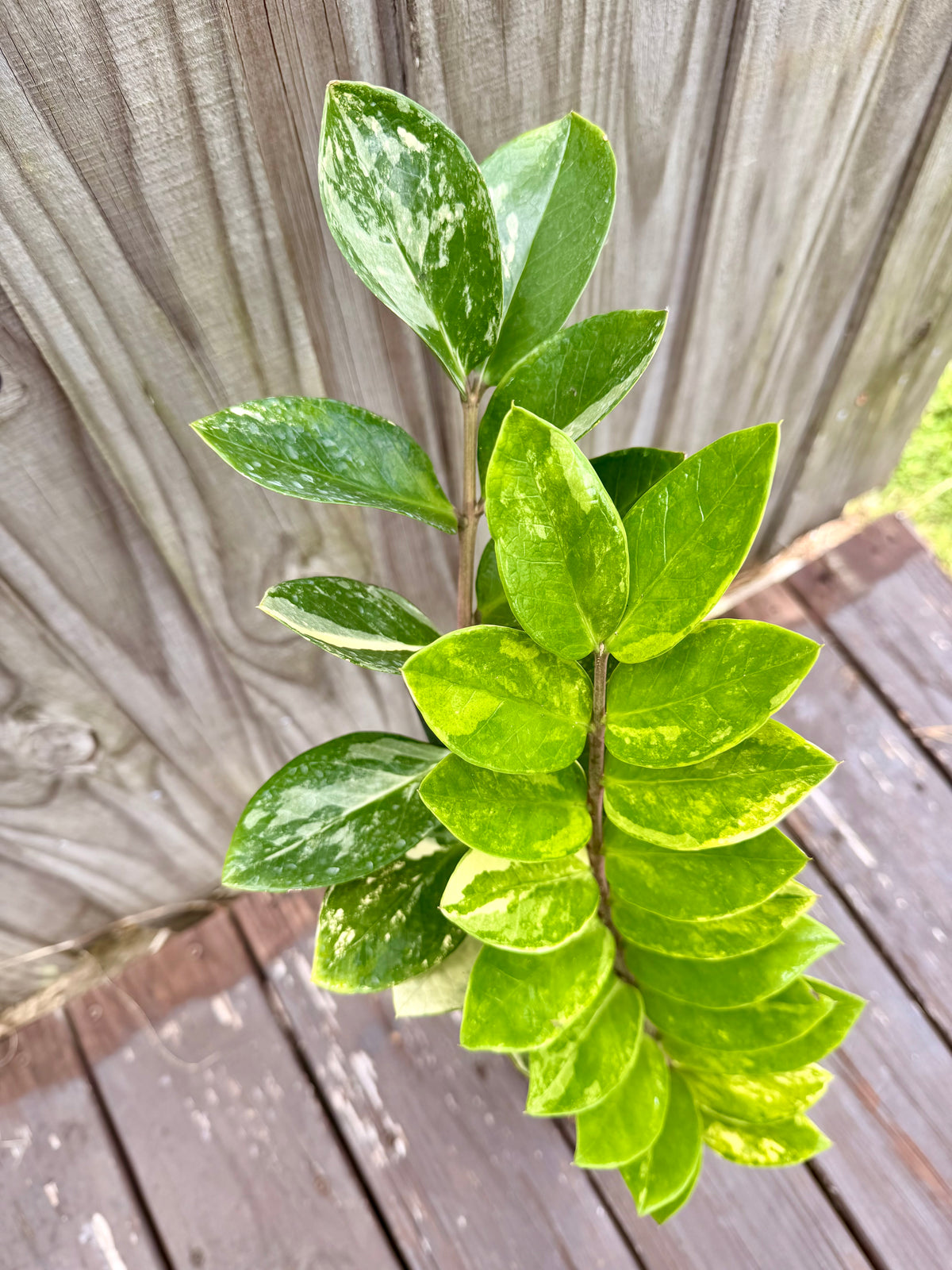 ZZ Plant Variegated