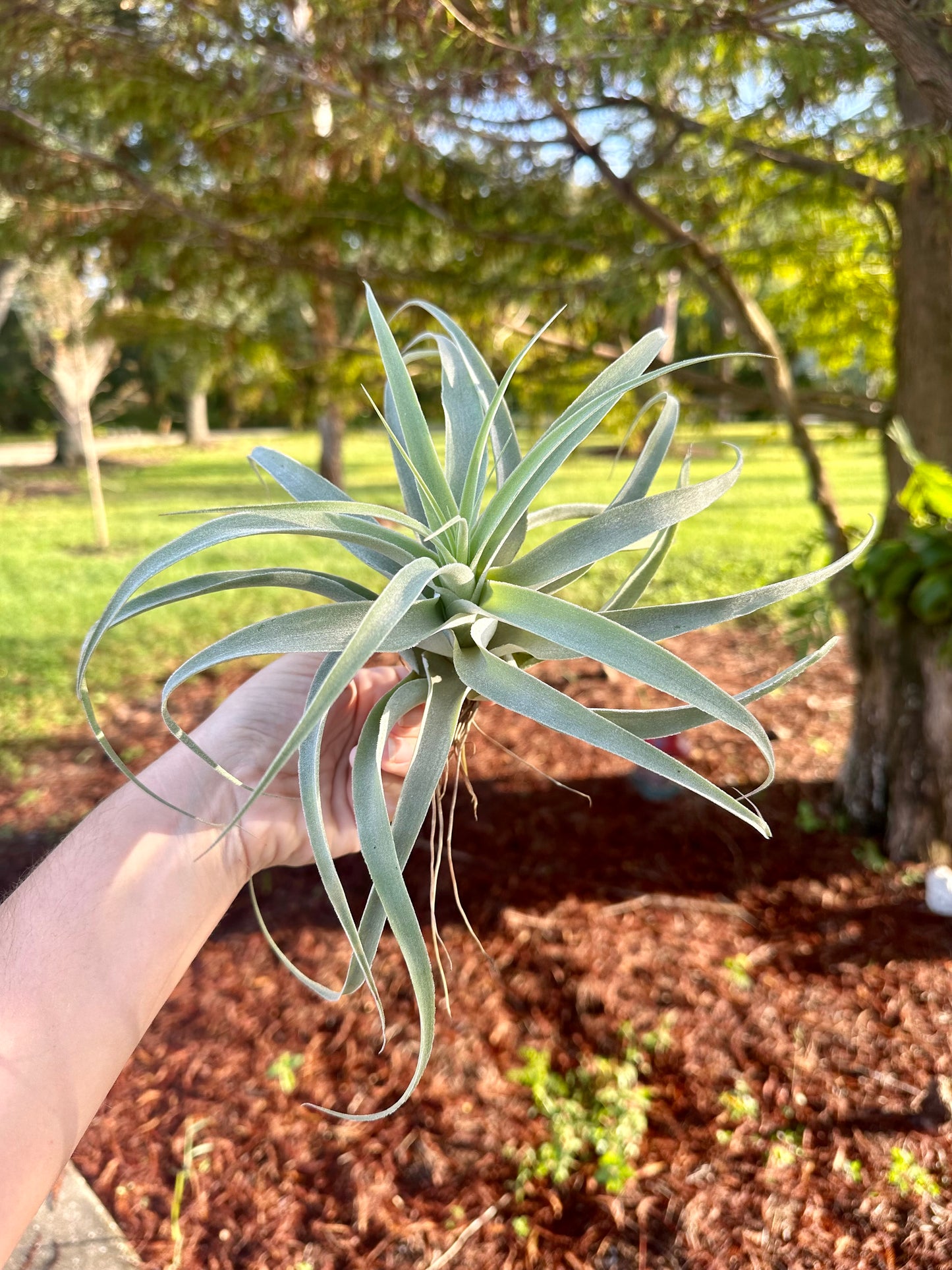 Tillandsia • Cacticola