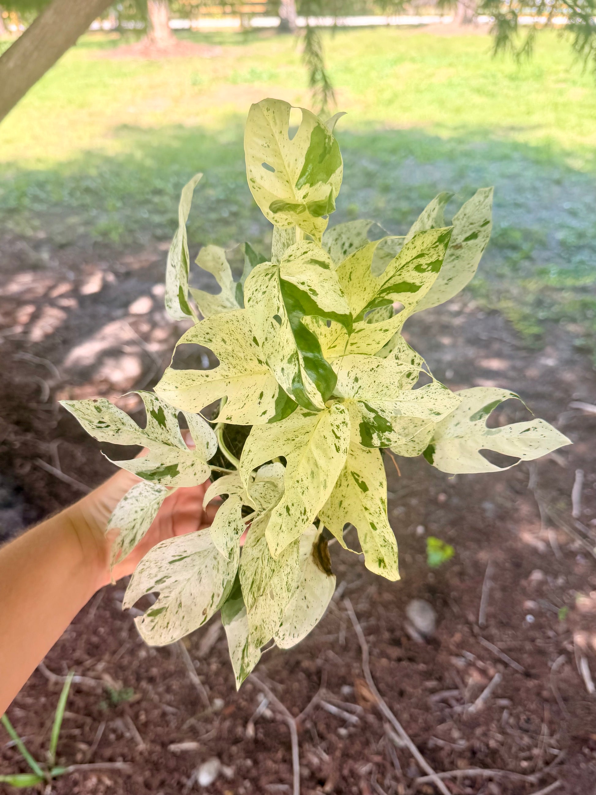 Epipremnum Pinnatum Marble Variegated – Groovy Growing