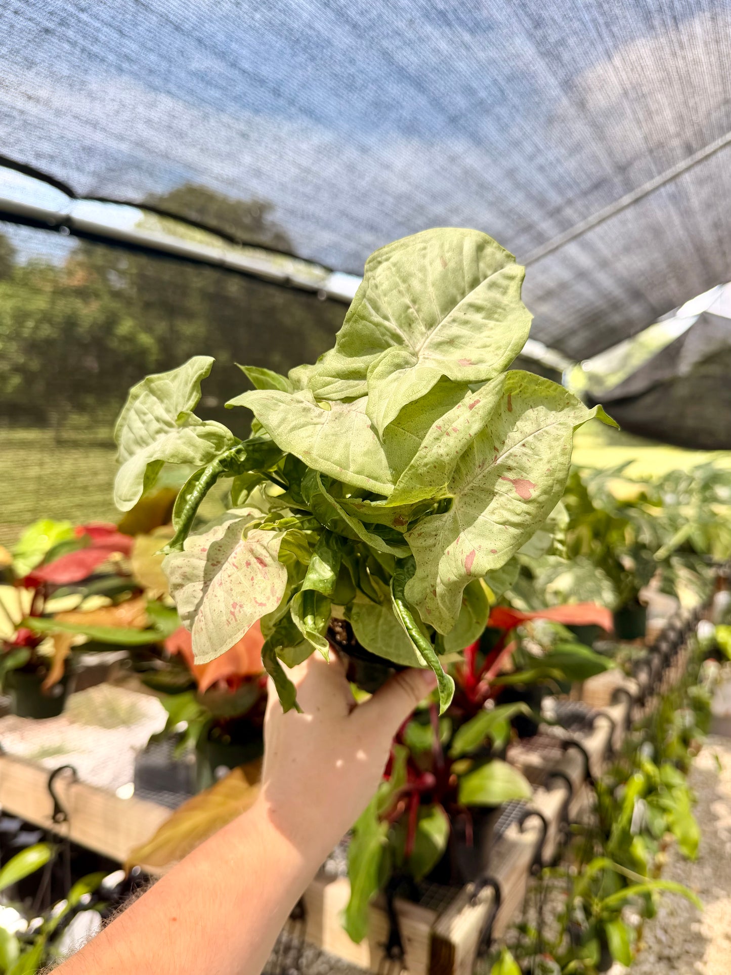Syngonium Milk Confetti