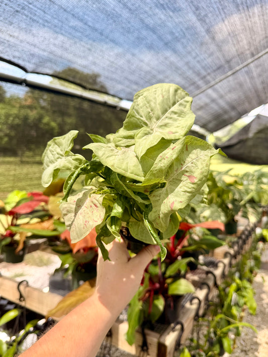 Syngonium Milk Confetti