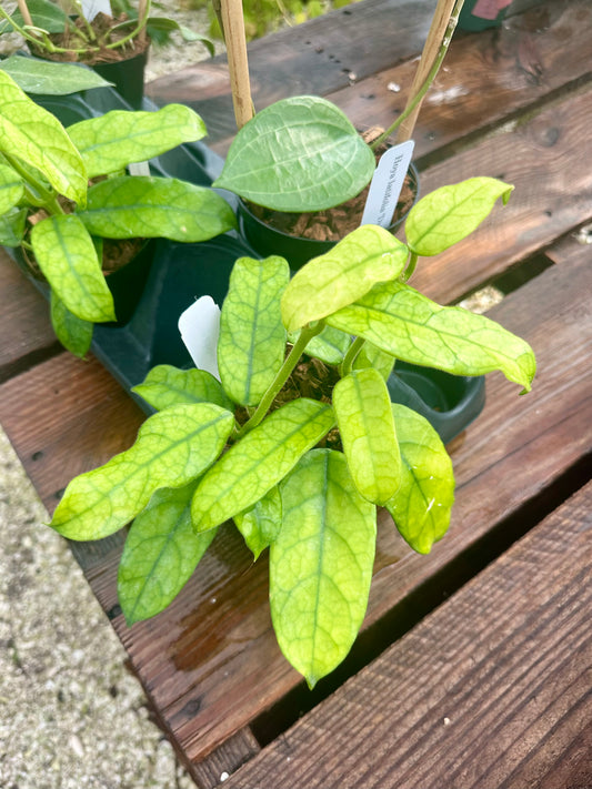 Hoya Globulosa