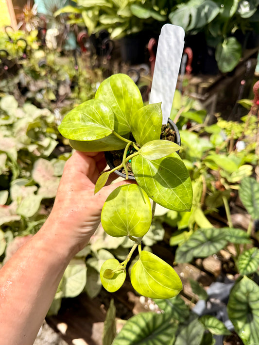 Hoya Cominsii