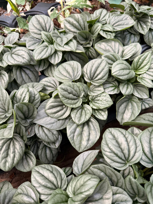 Peperomia Frost