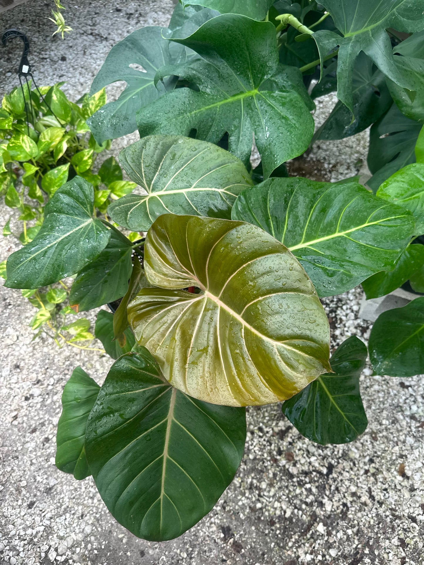 Philodendron Summer Glory