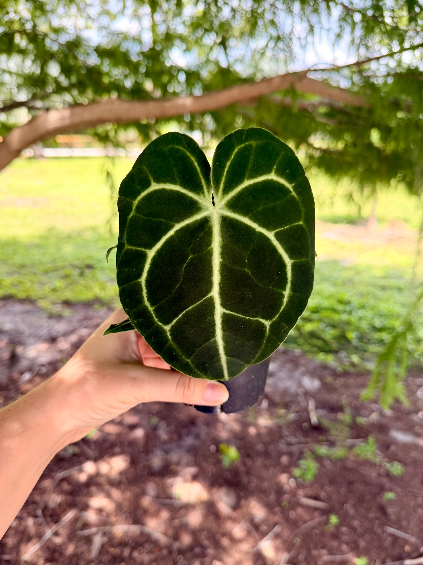 Anthurium Clarinervium Hybrid