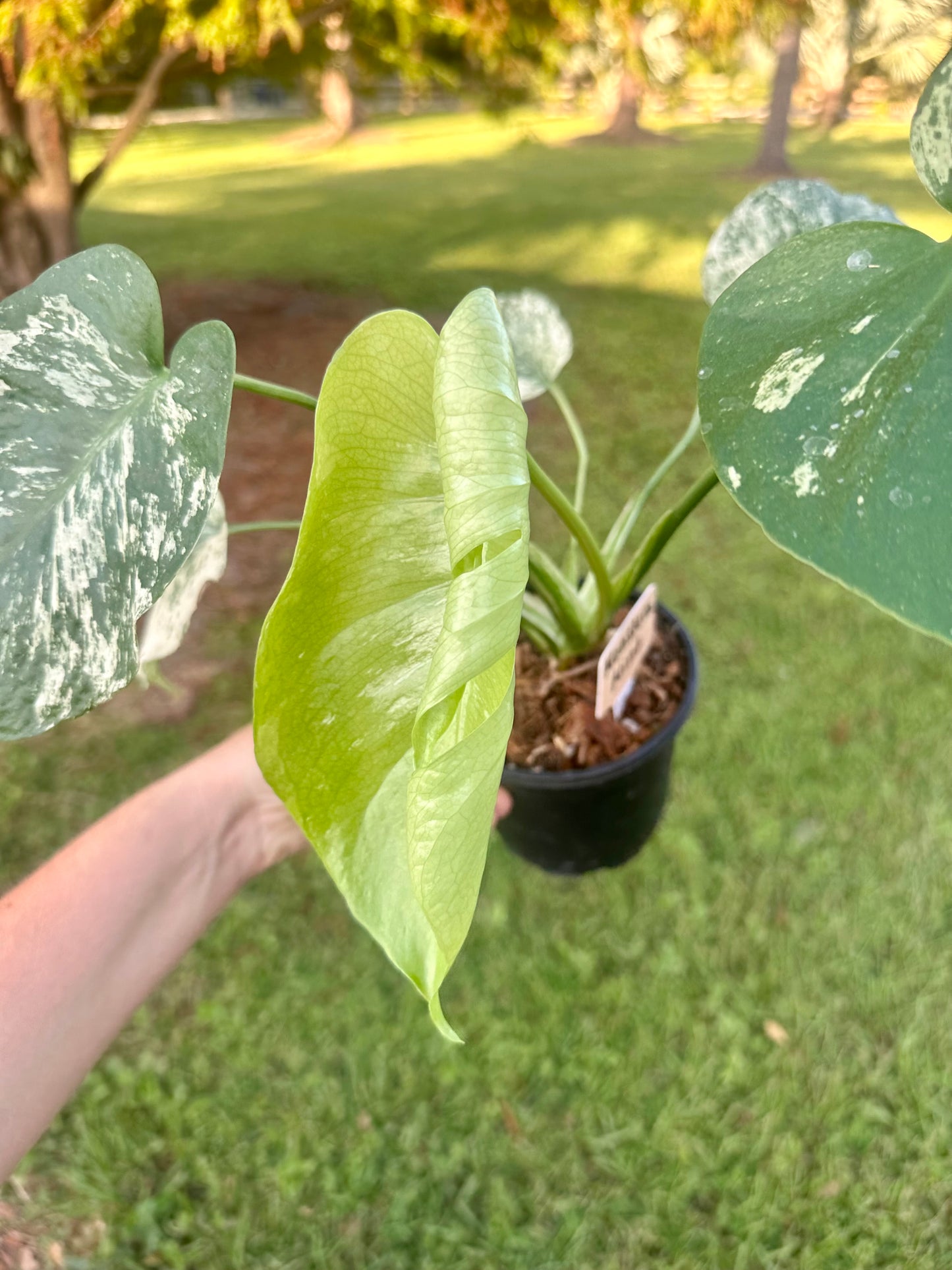 Monstera Mint