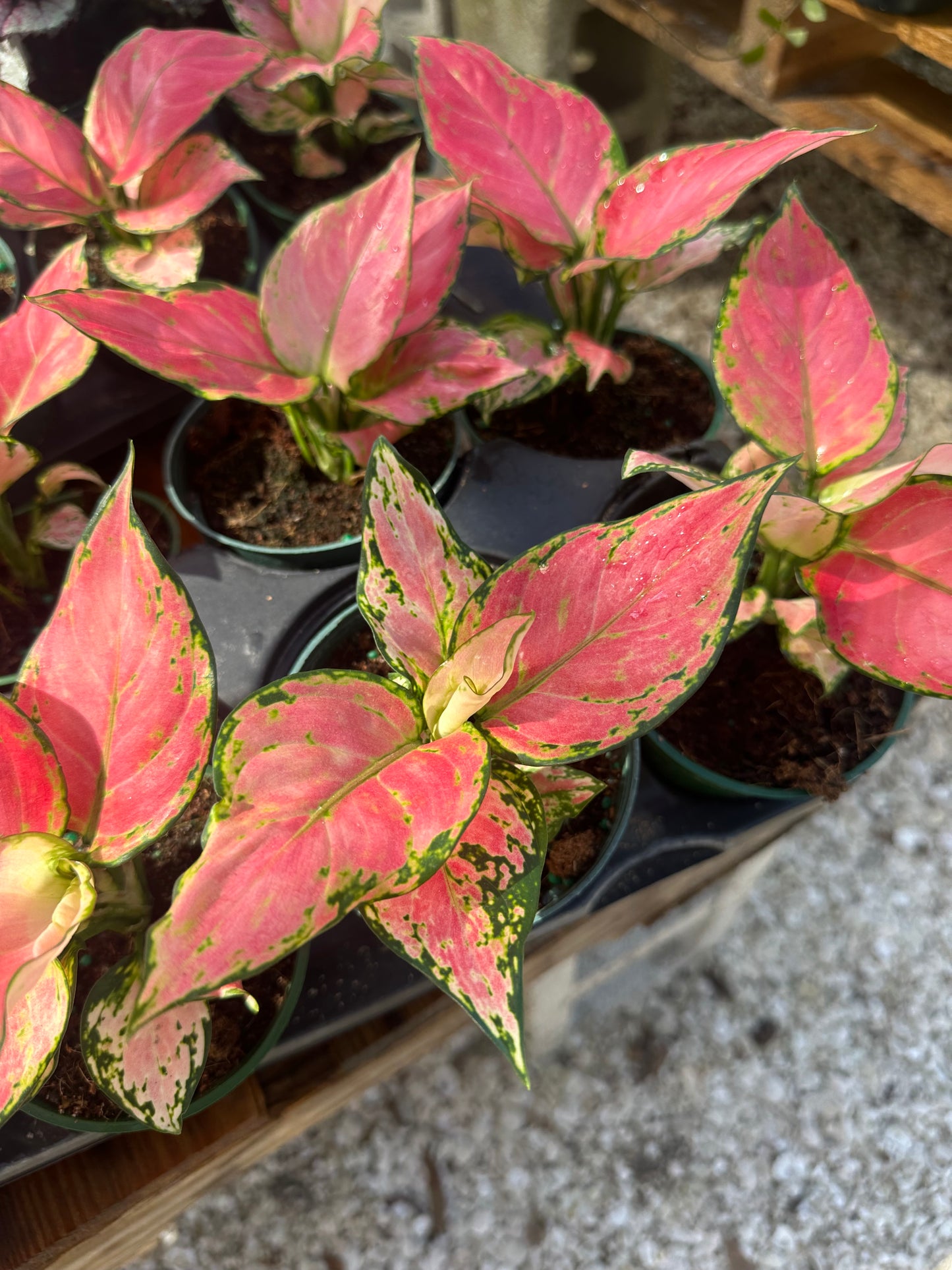 Aglaonema Red Zircon