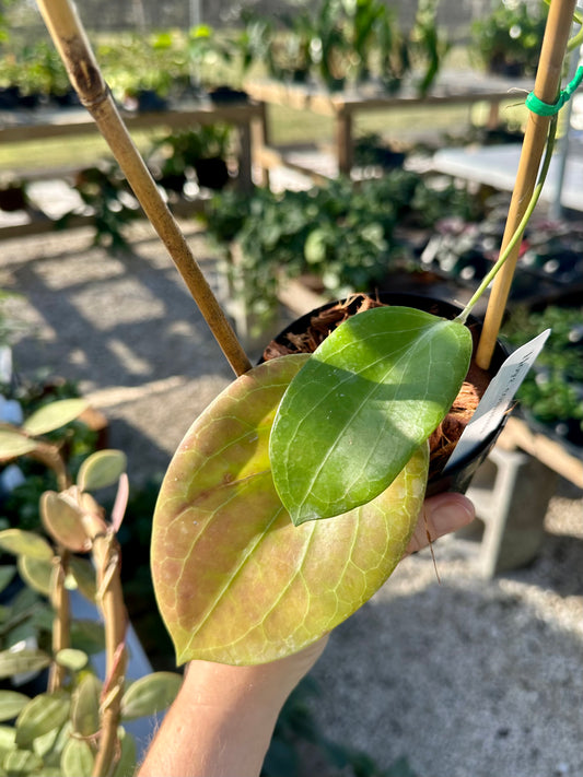 Hoya Cominsii